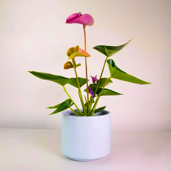 Anthurium Karma Purple