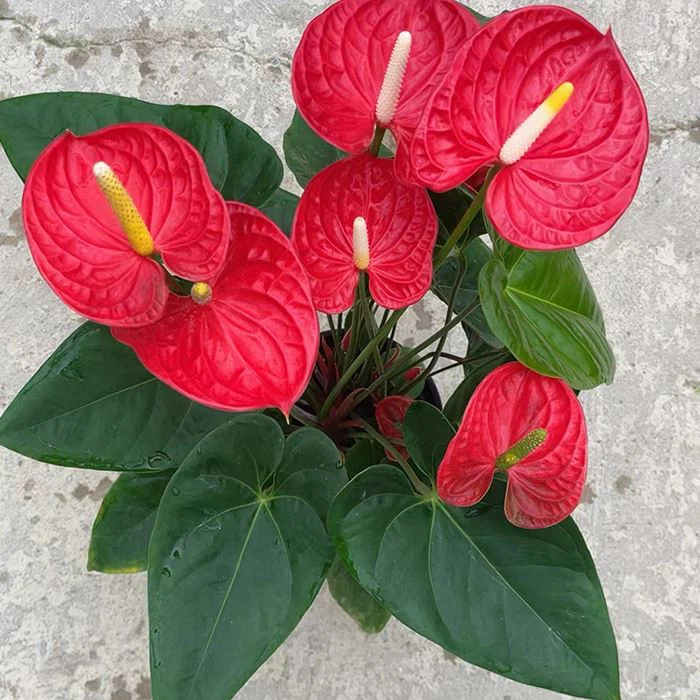 Anthurium Madural