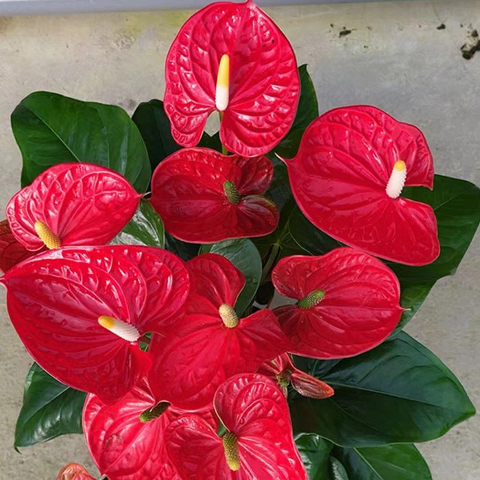 Anthurium Madural