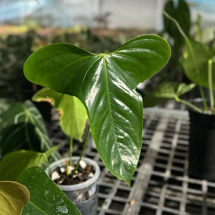 Anthurium Subsignatum