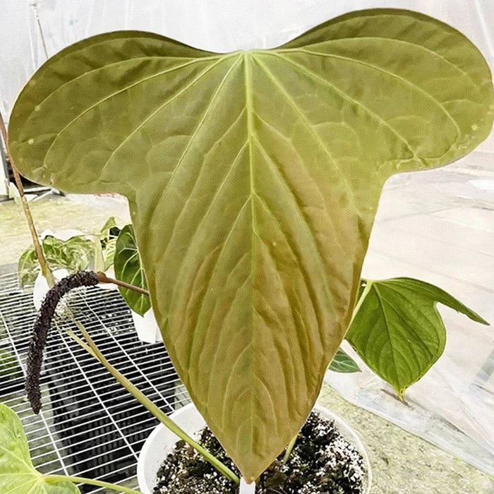 एन्थ्यूरियम सबसिग्नेटम