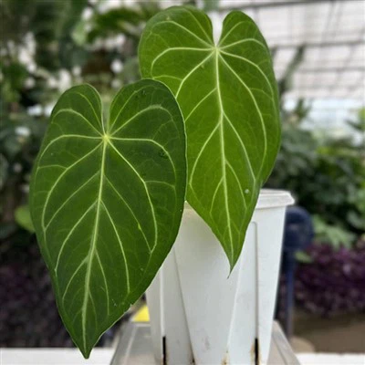 एन्थ्यूरियम मैग्निफिकम पौधा