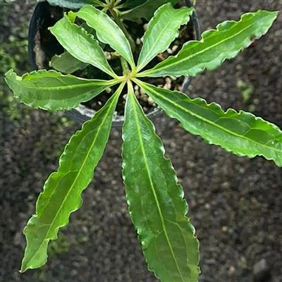 एन्थ्यूरियम पॉलीडेक्टाइलम