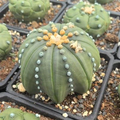 एस्ट्रोफाइटम एस्टेरियस कैक्टस