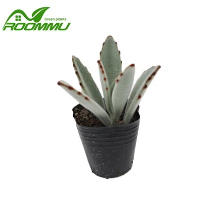 बड़ा पांडा पौधा